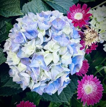 Close up of Hydrangea macrophylla flower Foto stock