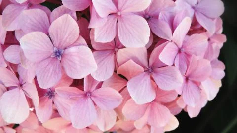 Close-up of Hydrangea macrophylla flowers with beatiful colors and detail Stock Photos
