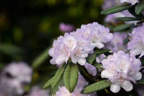 Close up on hydrangea macrophylla flowers Stock Photos