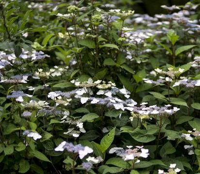 Close up of Hydrangea macrophylla Foto stock