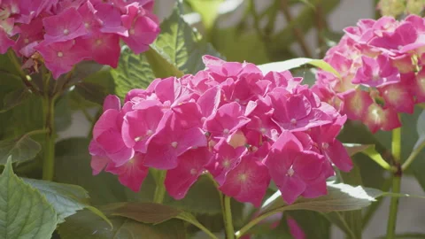 Close-up of Hydrangea macrophylla plant inflorescence 4K slomo video Stock Footage 253676238