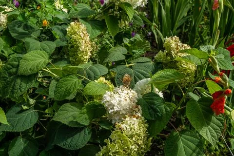 A close-up of a hydrangea panicle, with flowers transitioning from white to a Stock Photos