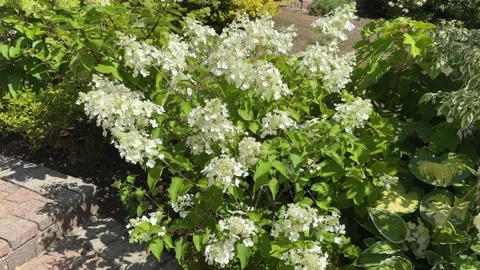Close up of Hydrangea paniculata Candlelight in full flower Stock Footage 329123014