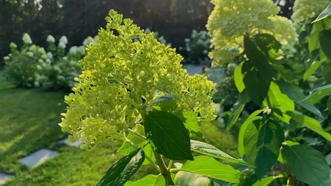Close Up of Hydrangea Paniculata Siebold Phantom Flower Buds Stock Footage 115617228