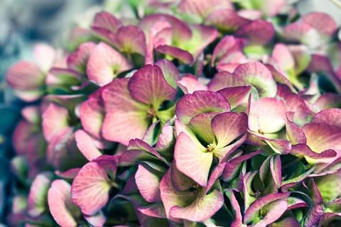 Close-up of hydrangea petals blending pink and green hues, captured in soft.. Stock Photos