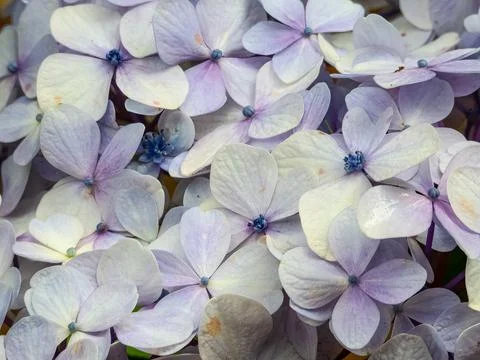 Close hydrangea Stock Photos
