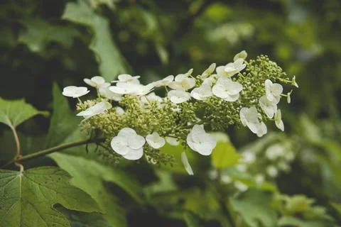 Close up of hydrangea quercifolia Stock Photos