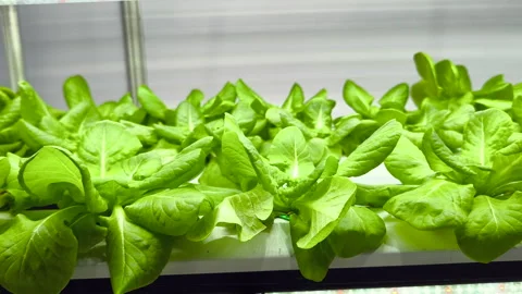 Close-up of a Hydroponic farm. vegetable salad farm using only water withou.. Stock Footage 318354437
