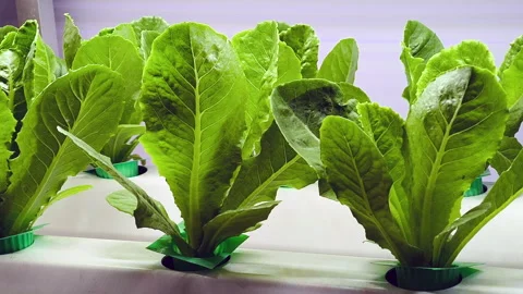 Close-up of a Hydroponic lettuce in a hydroponic pipe. Stock Footage 318354034