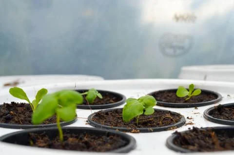 Close up of hydroponic system with small herbs growing. Stock Photos