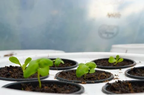 Close up of hydroponic system with small herbs growing. Stock Photos