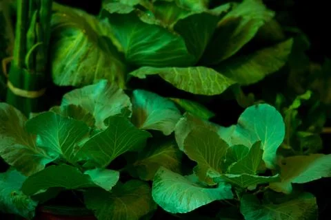 Close up Hydroponic vegetable in the farm. Stock Photos