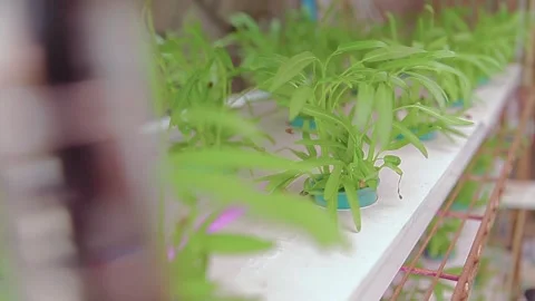 Close Up of Hydroponic Water Spinach Seedlings in Indoor Vertical Farm Stock Footage 337442543