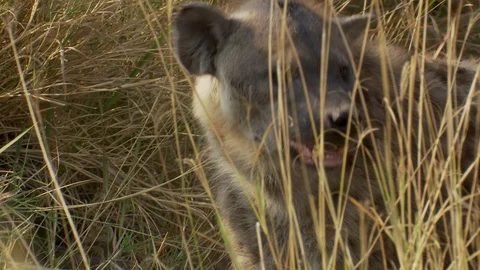 Close-up of a hyena's face peaking out while hiding in the tall grass in Stock Footage 116483496