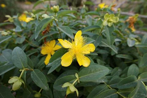 Close-up of Hypericum flowers. Stock Photos