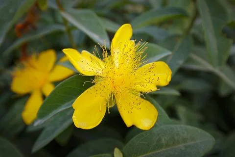 Close-up of Hypericum flowers. Foto stock