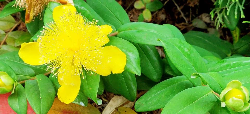 A close-up of Hypericum Stock Photos