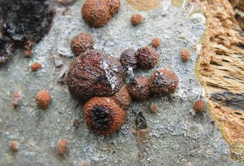 Close-up of Hypoxylon fragiforme or beech woodwart fungi growing on rotting.. Stock Photos