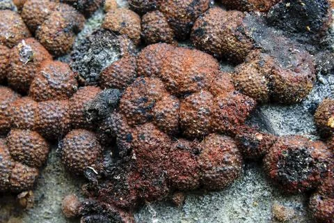 Close-up of hypoxylon fragiforme or beech woodwart fungus growing on decayi.. Stock Photos