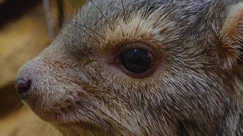 Close up hyrax head Stock Footage 263678669