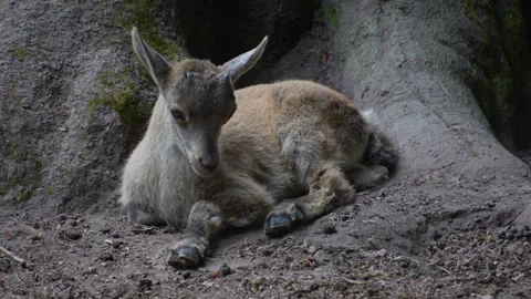 Close up of an ibex baby  Stock Footage 277230441