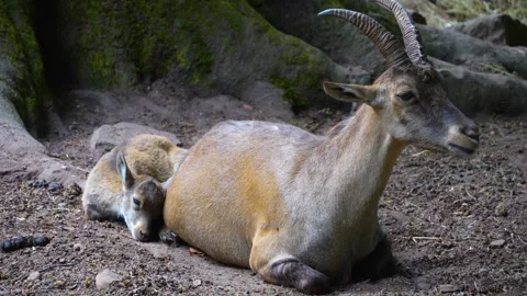 Close up of ibex  Stock Footage 277297693