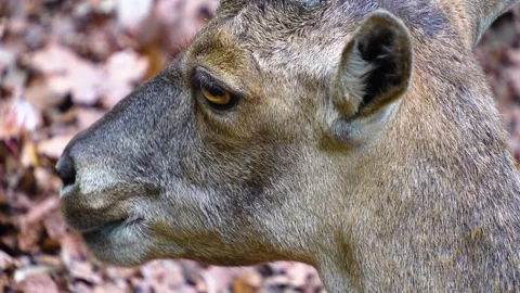 Close up of ibex  Stock Footage 277297821