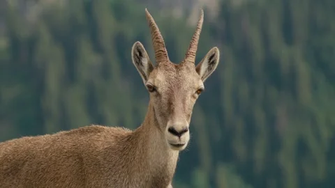 Close up Ibex Stock Footage 318792666