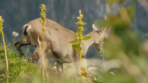 Close up Ibex Stock Footage 318792667