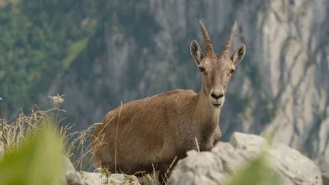 Close up Ibex Stock Footage 318792672