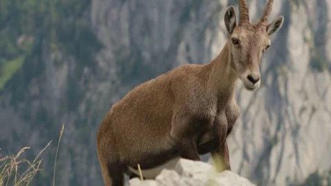 Close up Ibex Stock Footage 318792684