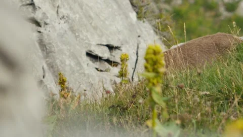 Close up Ibex Stock Footage 318792685