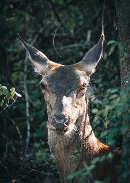 Close-Up of an Ibex in the forest with Sunlight Streaming Through Leaves Stock Photos