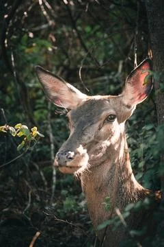Close-Up of an Ibex in the forest with Sunlight Streaming Through Leaves Stock Photos