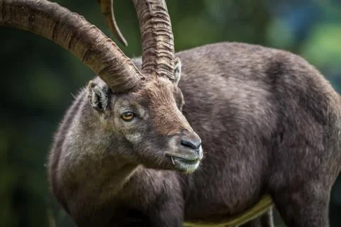 Close up ibex Stock Photos