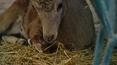 Close up of an ibex resting with hay in its mouth inside a zoo enclosure Stock Footage 325790385