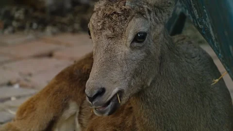 Close up of an ibex resting with hay in its mouth inside a zoo enclosure Stock Footage 325790408