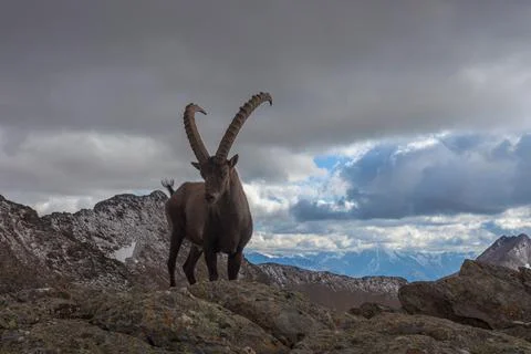 Close-up of an ibex under a dramatic sky, with Ortles Massif in the background Stock Photos