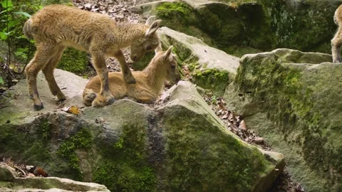 Close up of ibex in the woods Stock Footage 260531722