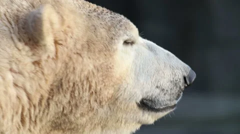 Close up of ice bear Видео 45699355