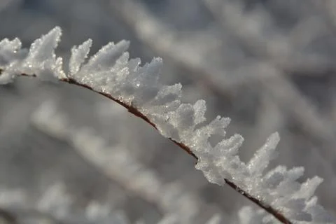 Close Up Ice on Branch Stock Photos