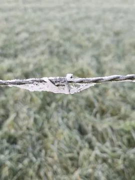 Close-Up of Ice-Covered Barbed Wire Foto stock
