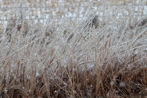 Close up of ice covered grass in front of fence Stock-Fotos