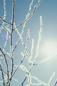 Close up ice covered twig in winter concept photo Stock Photos