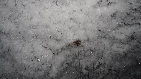 Close-up of ice crystals forming on a cave ceiling with a small twig hanging Stock Photos