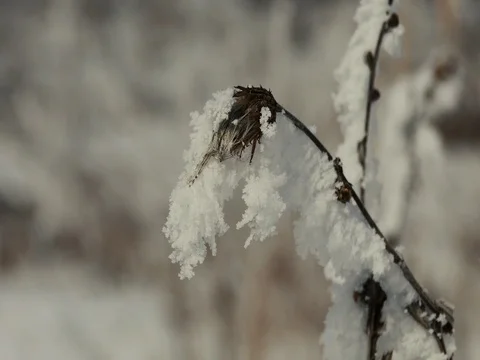 Close up of Ice on a Tree Branch Stock Footage 73545574