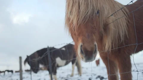 Close up from Icelandic horses Stock Footage 106192740