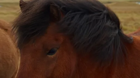 Close up of an Icelandic horse's head with its mane blowing in the wind. Stock Footage 320516859