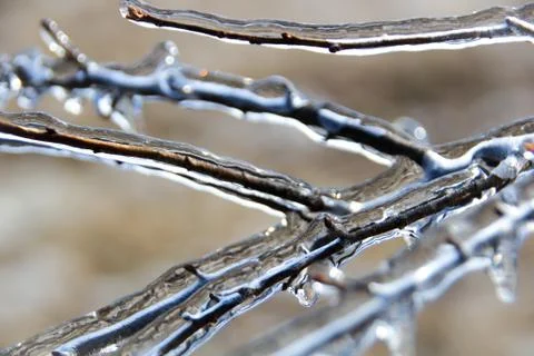 Close Up of an Icy Branch Stock Photos