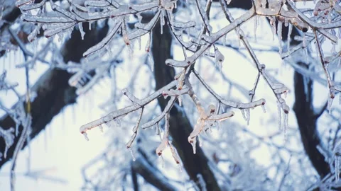Close up of icy tree branches melting under bright winter sunlight Vídeo Stock 347038485